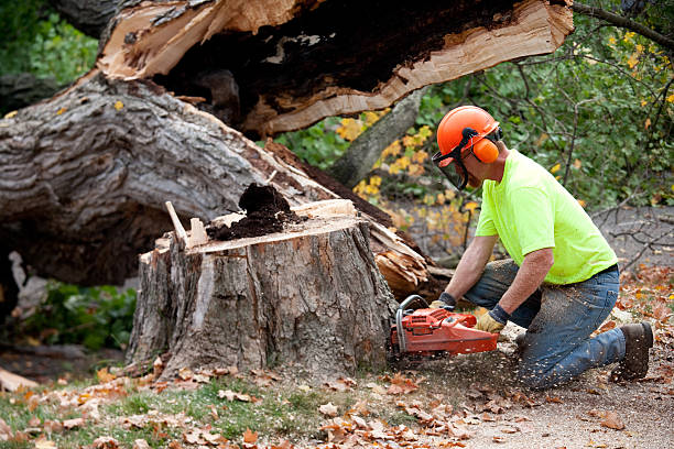 Best Utility Line Clearance  in Plain City, OH